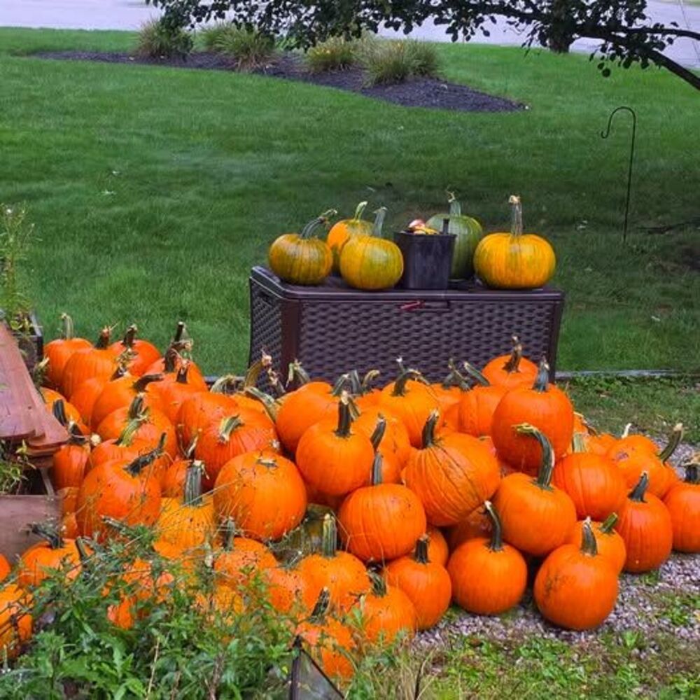 pumpkin $4 each size large
